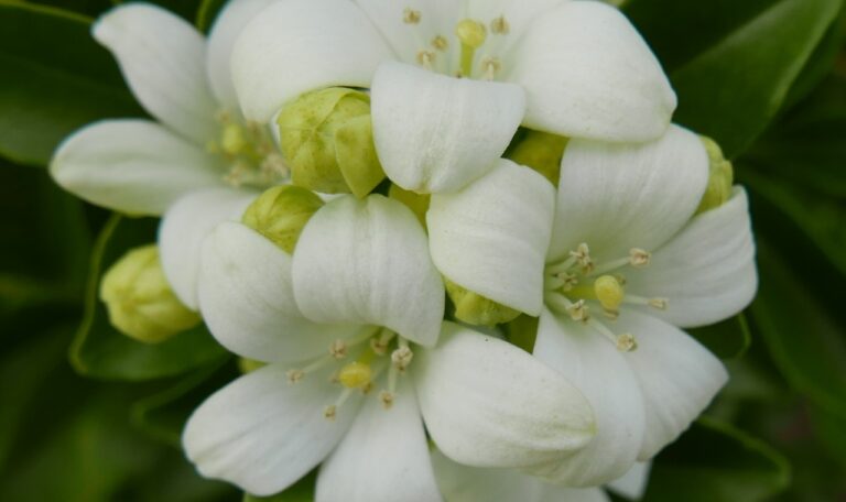 Murraya Exotica