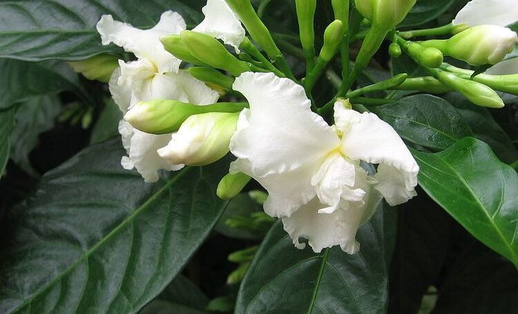 Nandivardhanam / Tabernaemontana Divaricata