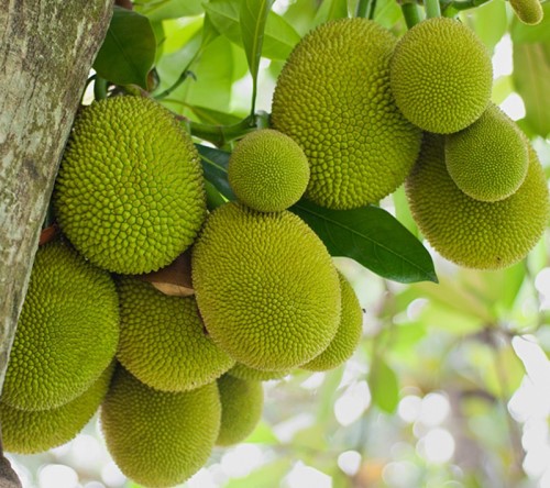 Panasa / Jack Fruit