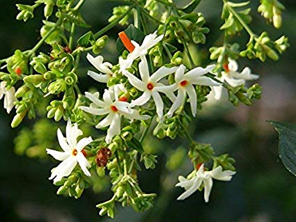 Parijatam / Nyctanthes - Arbor -Trists