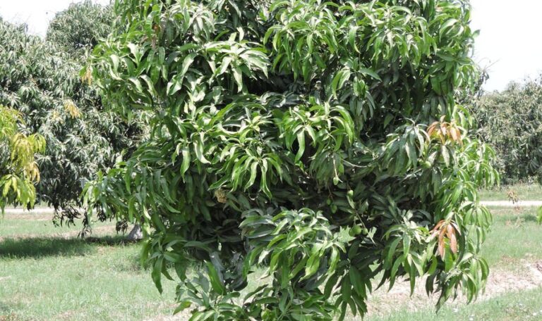 Pedda Rasalu Mango