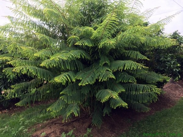 Pedda Usiri  - Amla Plant