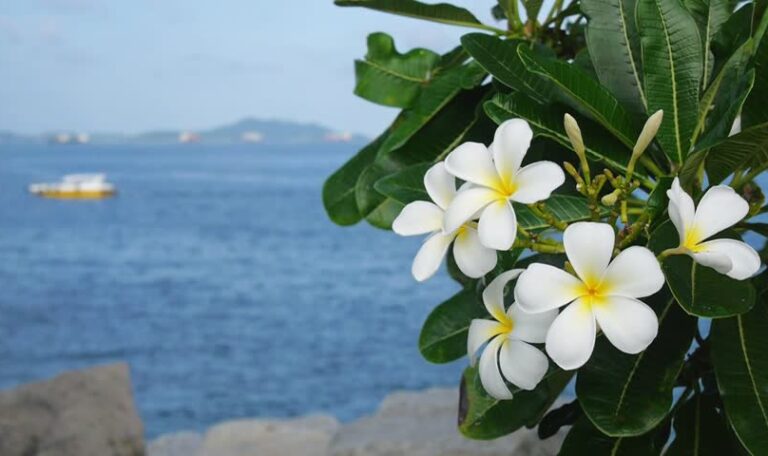 Plumeria Alba