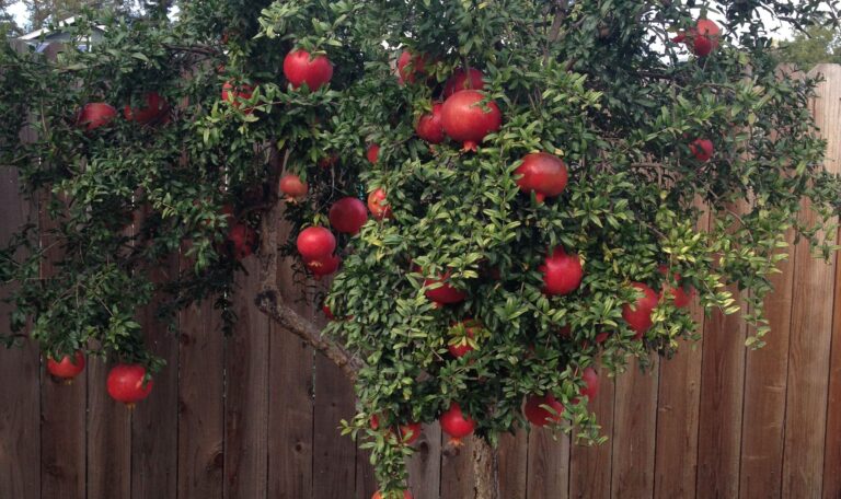 Pomegranate - Bhagwa