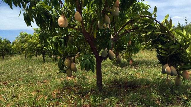 Punasa Mango Tree Small