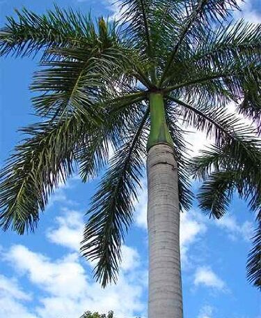 Royal Palm