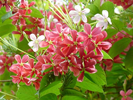 Radha Manohar / Combretum