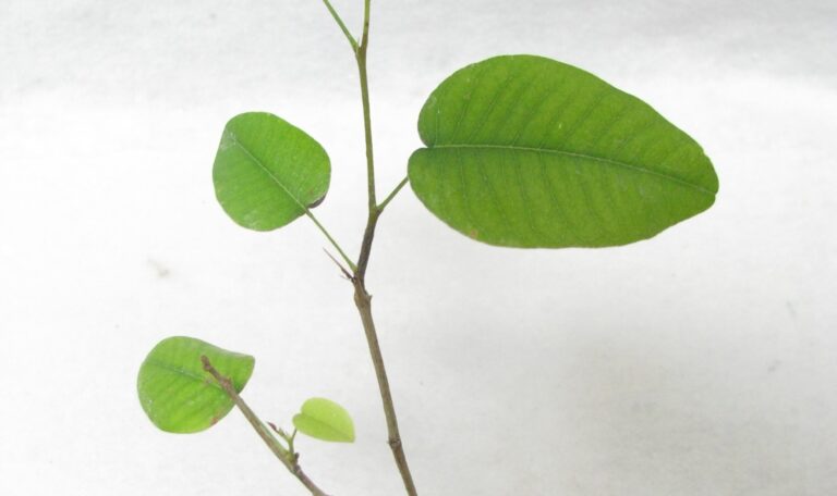 Sandalwood Plant