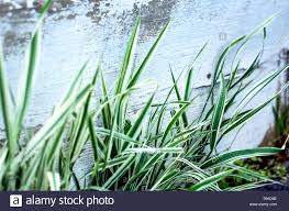 Ribbon Grass Green