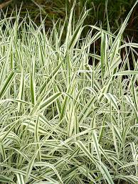 Ribbon Grass Verigated