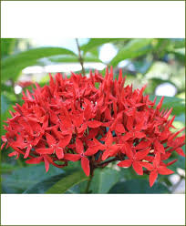 Singapore Ixora