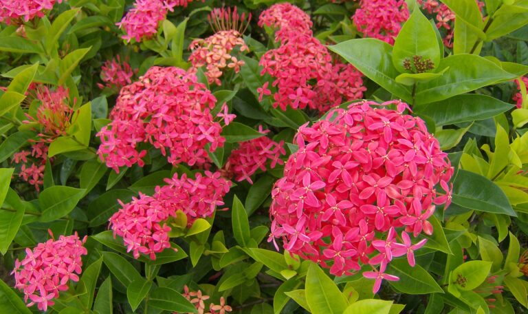 Singapore  Ixora