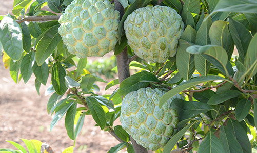Sita Falam - Custard Apple - Sugar Apple