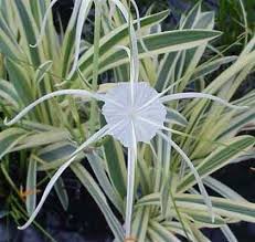 Spider Lily Varigated