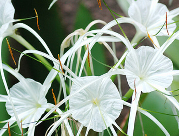 Spider Lily (White)