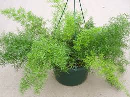 Sprengeri Plant