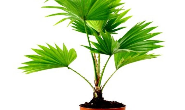 Bottle Palm Tree