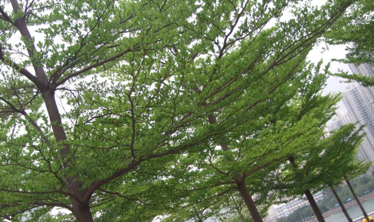Terminalia Green