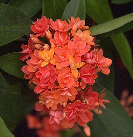Thai ixora