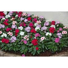 Vinca Rosea Plant