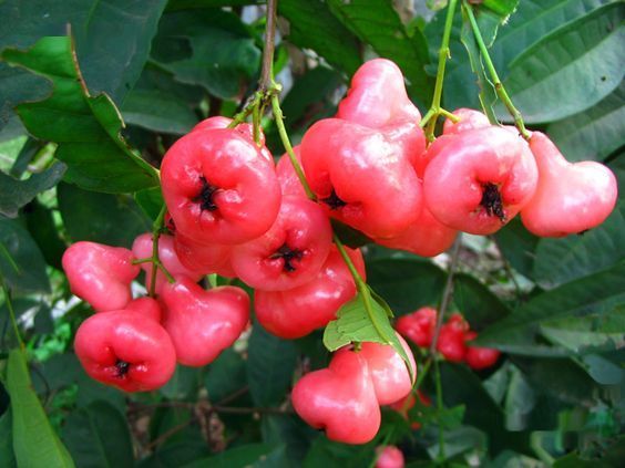 Water Apple