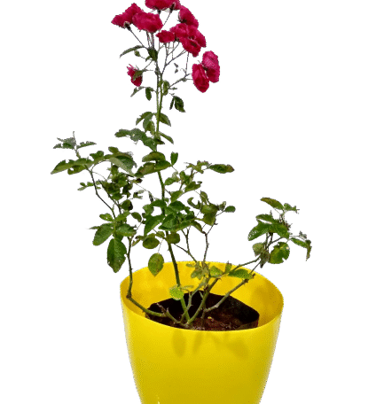 Miniature -Button Rose