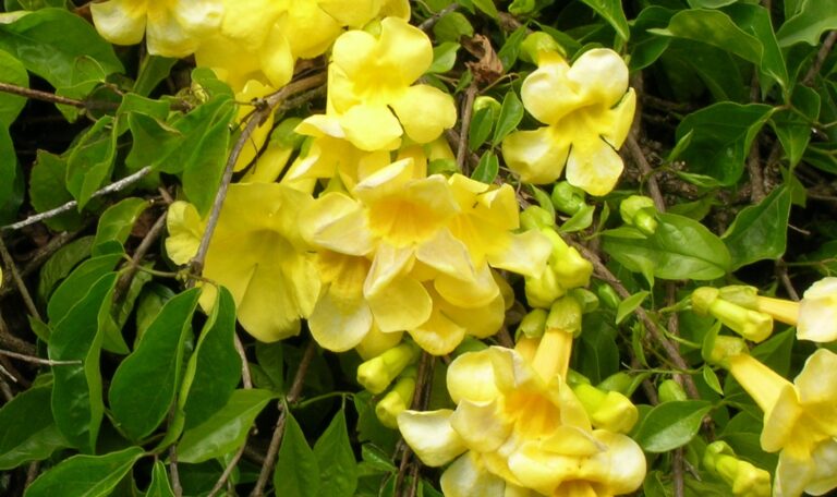 Yellow Creepers