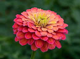Zinnia Elegans