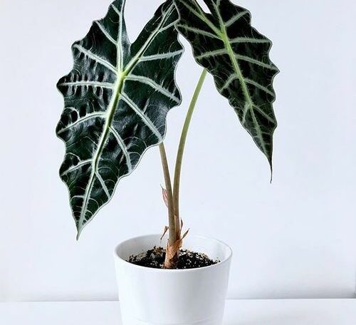 Alocasia Amazonica 14 CMPP