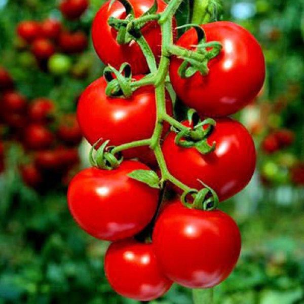 Cherry Tomato, Cherry Tomato Honey