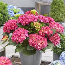 Hydrangea macrophylla (Red Color) - Plant