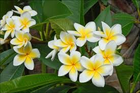 Alba(White plumeria)