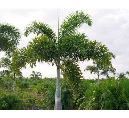 Foxtail Palm Plant