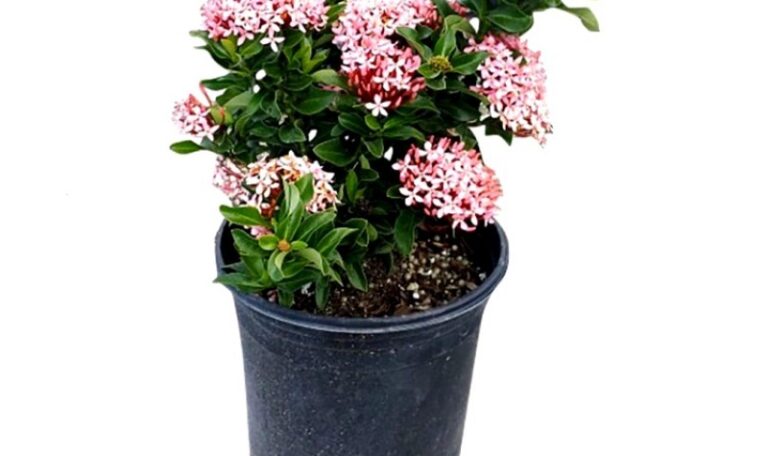 Mini ixora