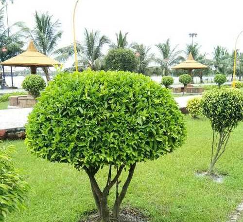 Ficus Panda