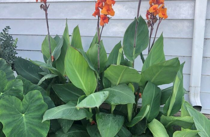 Canna Lilly