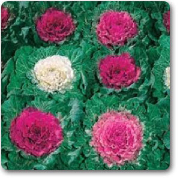 Kale Fringed Leaves, Ornamental Cabbage