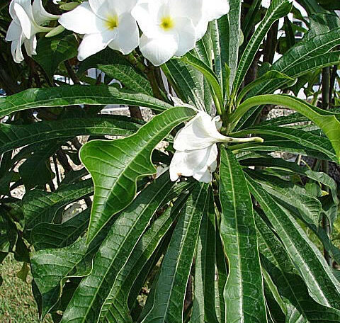 Plumeria Pudica