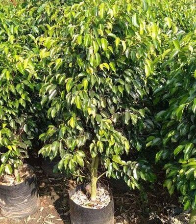 Green Ficus Plant Big