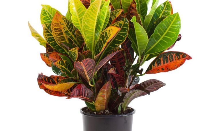Croton Petra 15CMPP