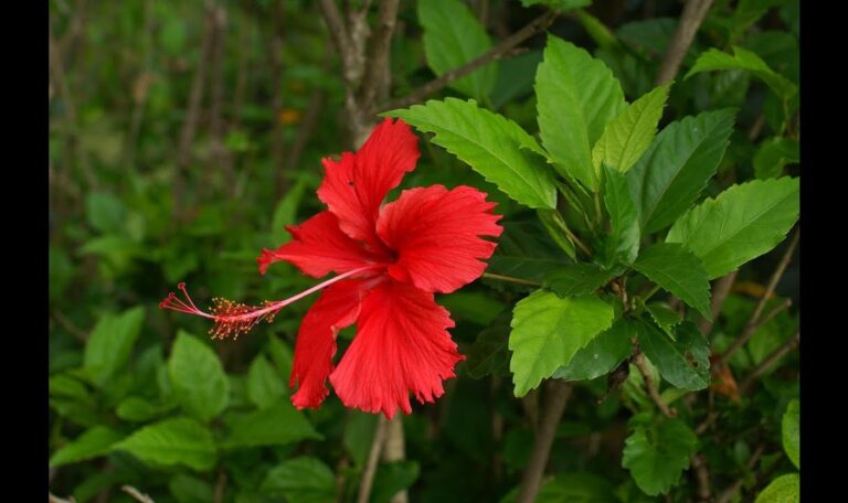 Reka Mandaram -Hibiscus