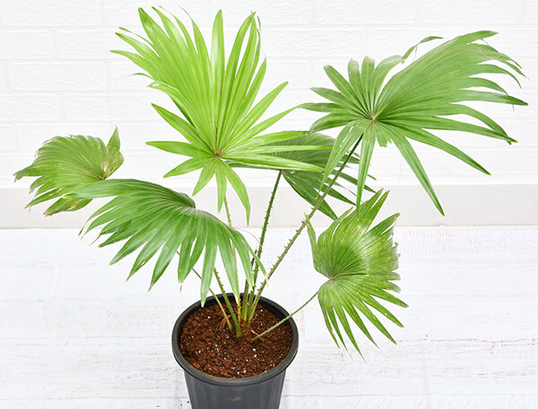 Table palm